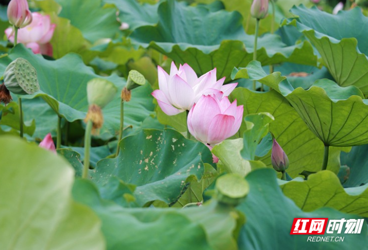 邵阳绥宁插柳村：荷花满池 风景如画