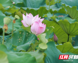 邵阳绥宁插柳村：荷花满池 风景如画