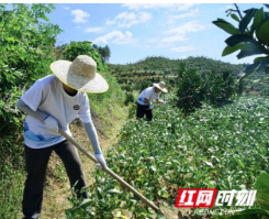 中南林科大“社会实践团”走进邵阳县乡村探索“振兴密码”