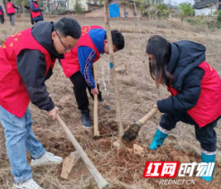 邵阳县郦家坪镇：党建引领添新绿 义务植树作先锋