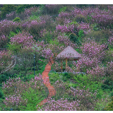 怀化洪江区的春天：在600多岁的古商城，遇见一场樱花雨