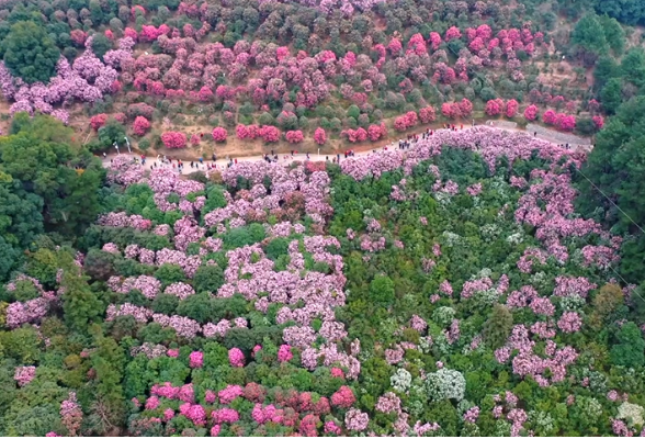 花草新闻社丨这个春天，来怀化共赴一场300亩茶花盛会