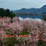 古丈：栖凤湖畔落樱缤纷 浪漫茶乡展新颜