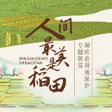 人间最美是稻田 | 安仁稻田公园：以农业生产筑基 延伸文旅新高度