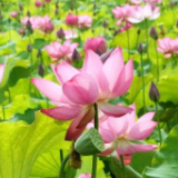 组图丨红花绿叶美不胜收，长沙县500亩荷花绽放等你来打卡
