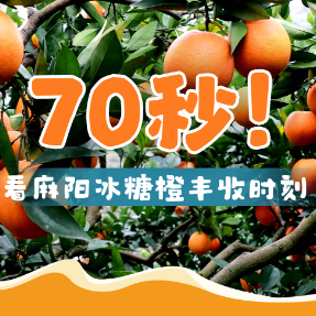 “橙”意满满！70秒看麻阳冰糖橙丰收时刻
