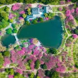 晚梅与早樱“争春斗艳”,赏花游已热闹开场