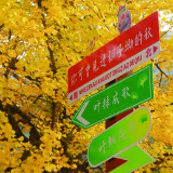 跟着这份秋日赏色地图 一起去追五彩斑斓的美