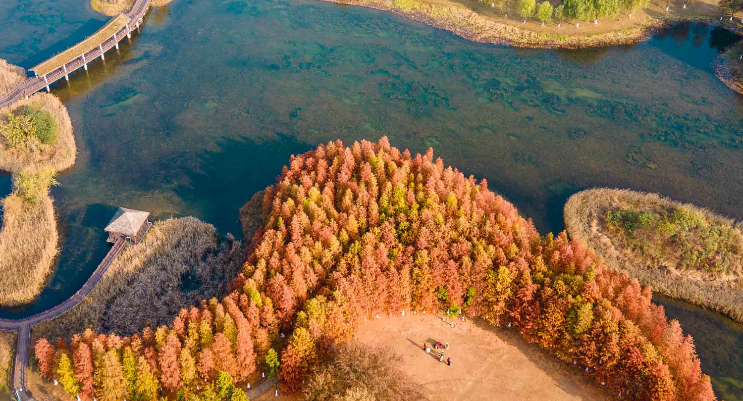 组图丨松雅湖水杉林披上 “红外套”！初冬长沙藏不住的美