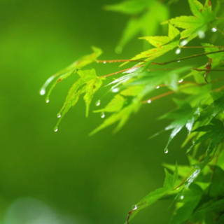 随笔丨胡紫桂:清明忆故人——怀杨远征先生