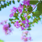 随笔丨姚永告：五月的花海