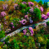 “五一”趣怀化丨在雪峰山巅，畅游“云端花瑶”