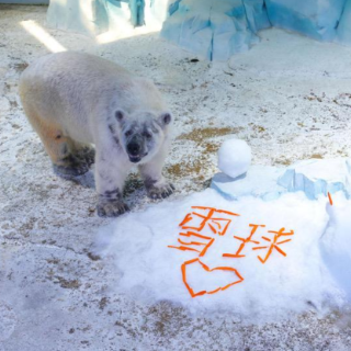 湖南首只北极熊全球征名，定名“雪球”
