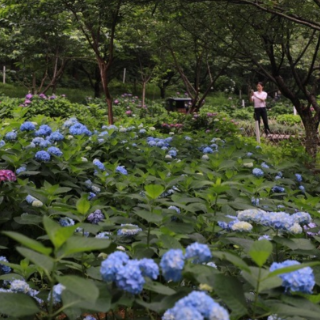 湖南省植物园绣球、睡莲美了,还有蓝莓可以摘