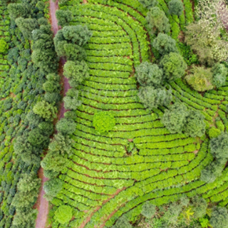 随笔丨范吉战:故乡的碣滩茶,一幅神奇的山水画
