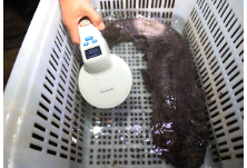 张家界武陵源：救护繁育娃娃鱼 保护生物多样性