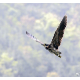快来围观“世界上最神秘的鸟”——海南虎斑鳽再现广东