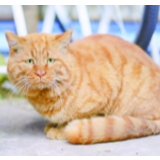 北大流浪猫图谱火了！又是人家的大学