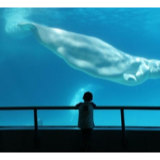 美国水族馆进口加拿大白鲸用于研究的计划引发争议