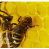 世界蜜蜂日丨知道吗！这些辛勤的蜜匠，也是外来入侵物种！