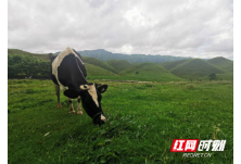 全国草原保护日：如碧玉翡翠般的草原 装点着锦绣湖南