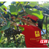 丰收季丨葡萄熟了，雷锋青少年采摘义卖助力农产品出村