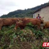 上山奔小康 慈利返乡夫妻六年成高山牧场主