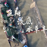 丰收小调⑤丨船上号子响 鱼翔浅底 水草丰