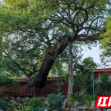 湖南南岳古树保护成果显著 三株古樟入选国家级协同保护名录