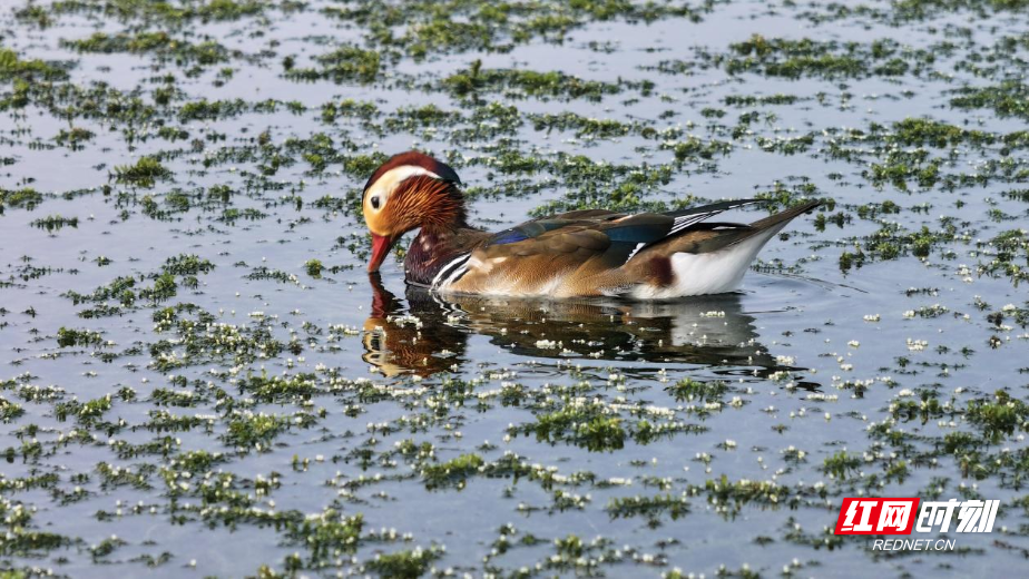 “鸳鸯一家”打卡衡山萱洲国家湿地公园