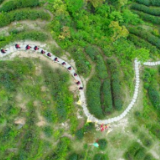 从高山闯向世界 南岳云雾茶何以香飘国际