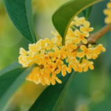 组图 | 衡阳街头“桂开二度” 满城香氛再“返场”