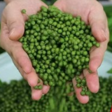 湖南耒阳：麻辣小城 “椒”傲出圈