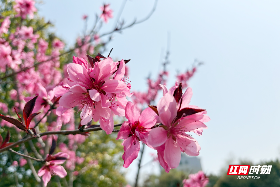 视频 | 湖南衡阳：桃花盛开春光美