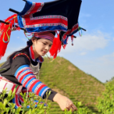 组图｜湖南常宁：瑶山采茶忙