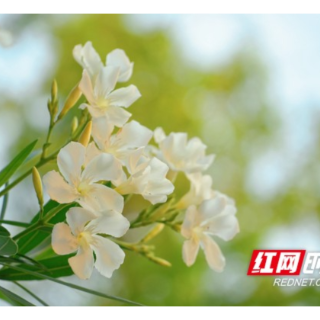 组图 | 衡阳：南湖公园初夏美如画