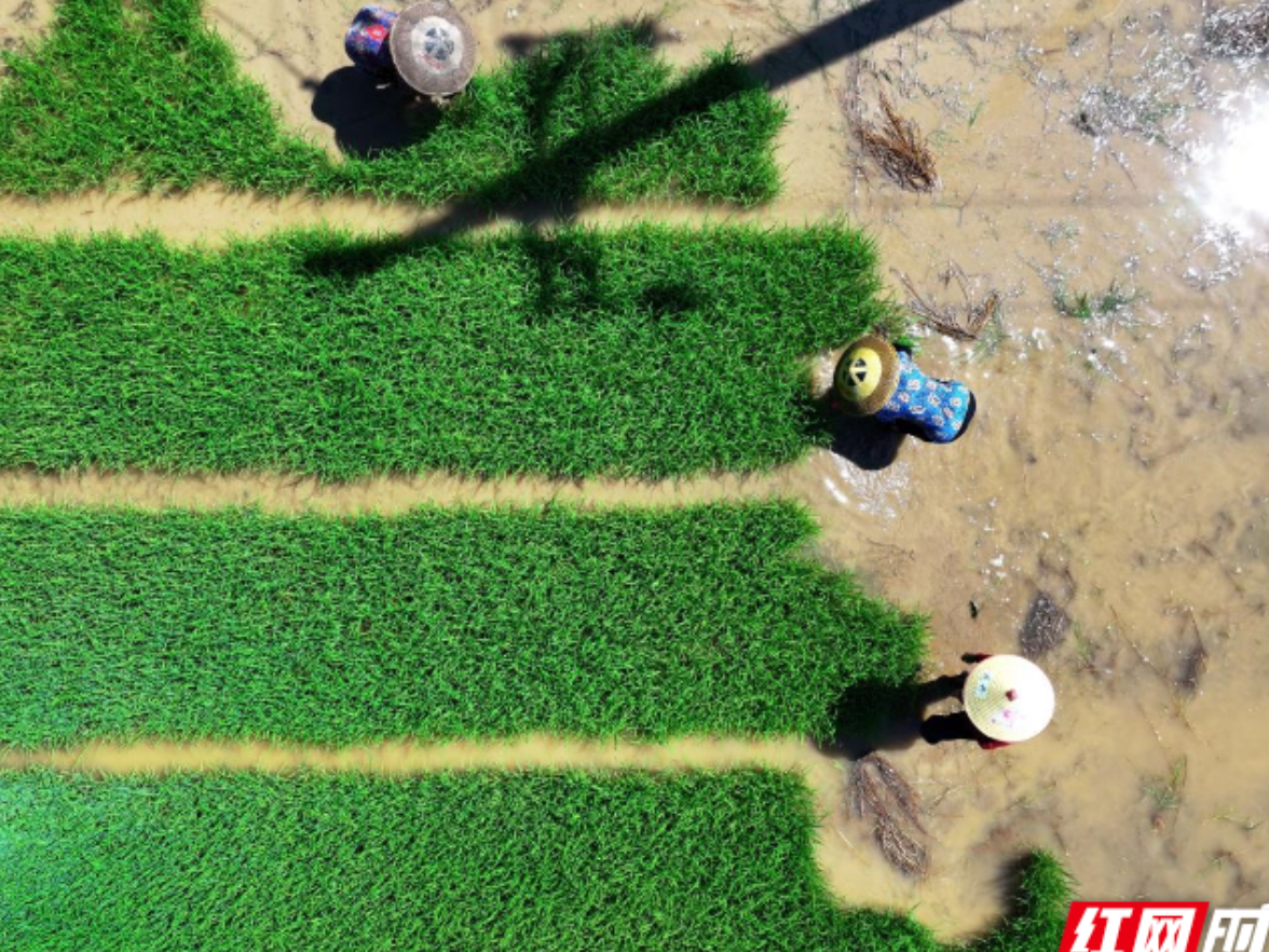 组图｜湖南常宁：抢抓农时 晚稻插秧忙