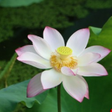 组图 | 衡阳：夏日赏荷正当时