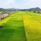 组图｜湖南常宁：盛夏时节忙“双抢”