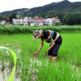 组图｜湖南常宁：仲夏人勤农事忙