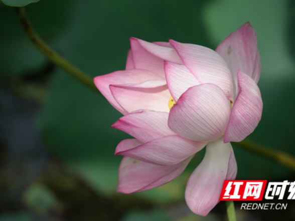 湖南衡阳：荷花盛开夏意浓