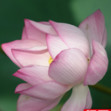 湖南衡阳：荷花盛开夏意浓
