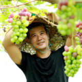 组图 | 蒸湘区葡萄采摘正当时 多品种等你来尝鲜