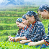 盘盘耒阳“绿色存折”④丨茶香致远 一叶沏出好滋味