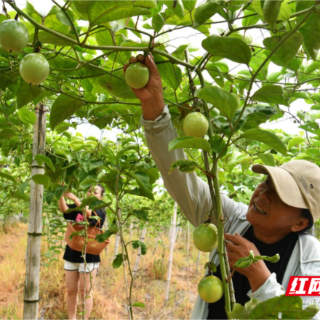 农民丰收| 湖南常宁：百香果香飘迎丰收