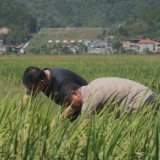 衡阳县:全力抗旱保丰收 有效为稻田“解渴”