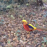 视频 | 南岳:红腹锦鸡与白鹇“同框”亮相