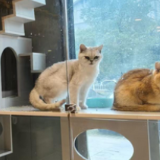 衡阳：宠物寄养高峰将至 春节预订宜早不宜迟