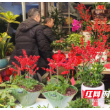 衡州年味 | 年宵花俏销 春节“氛围担当”登场