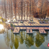 光影衡阳① | 水杉染“红妆” 市民悠享好时光